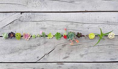 Succulents in plank of wood