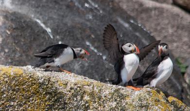 Puffins displaying